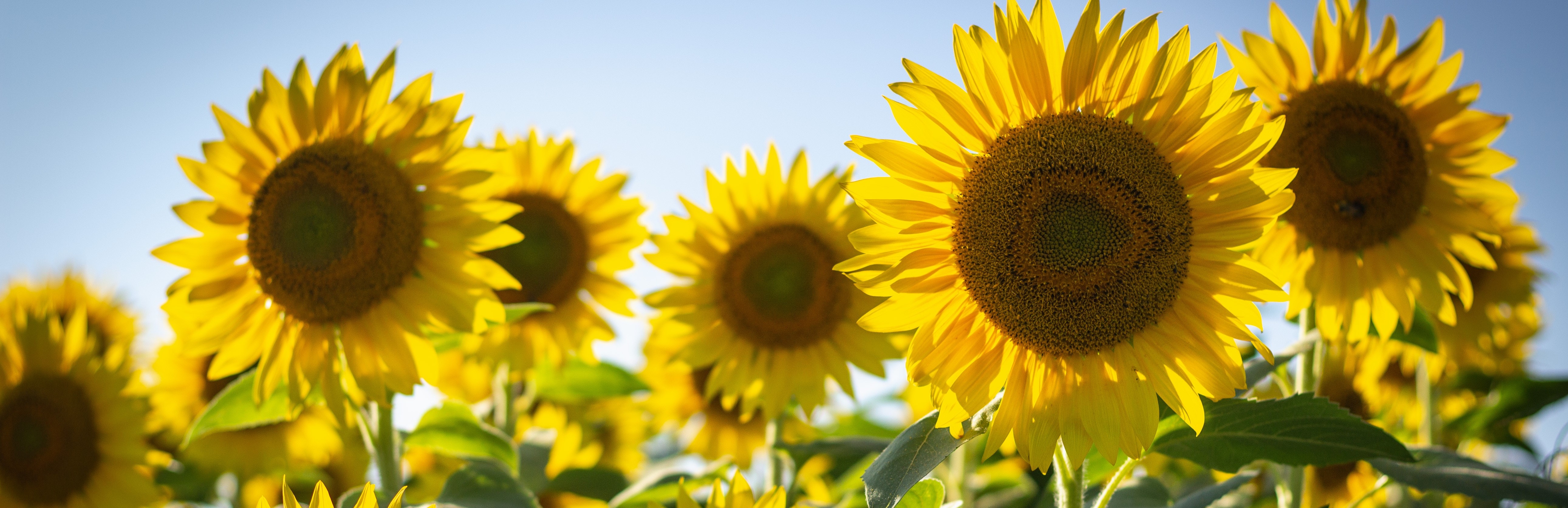 sunflowers in the field: Photo by Bonnie Kittle 